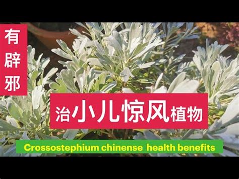 芙蓉菊可以吃嗎|芙蓉菊煲水有什么功效,芙蓉菊泡水喝了有什么用 